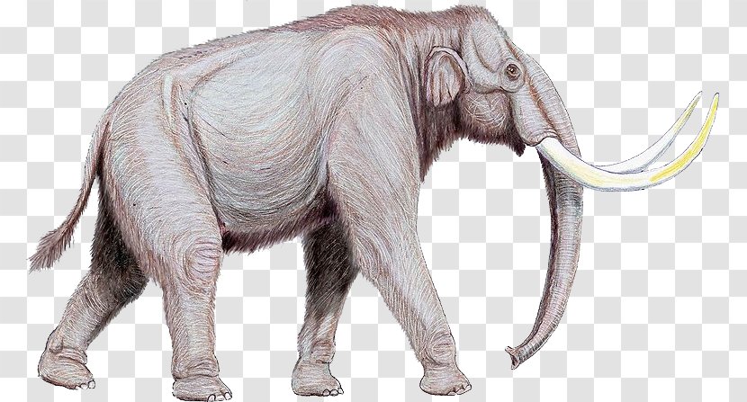 Mammoth Steppe Extinction Elephant Proboscideans - Animal Transparent PNG