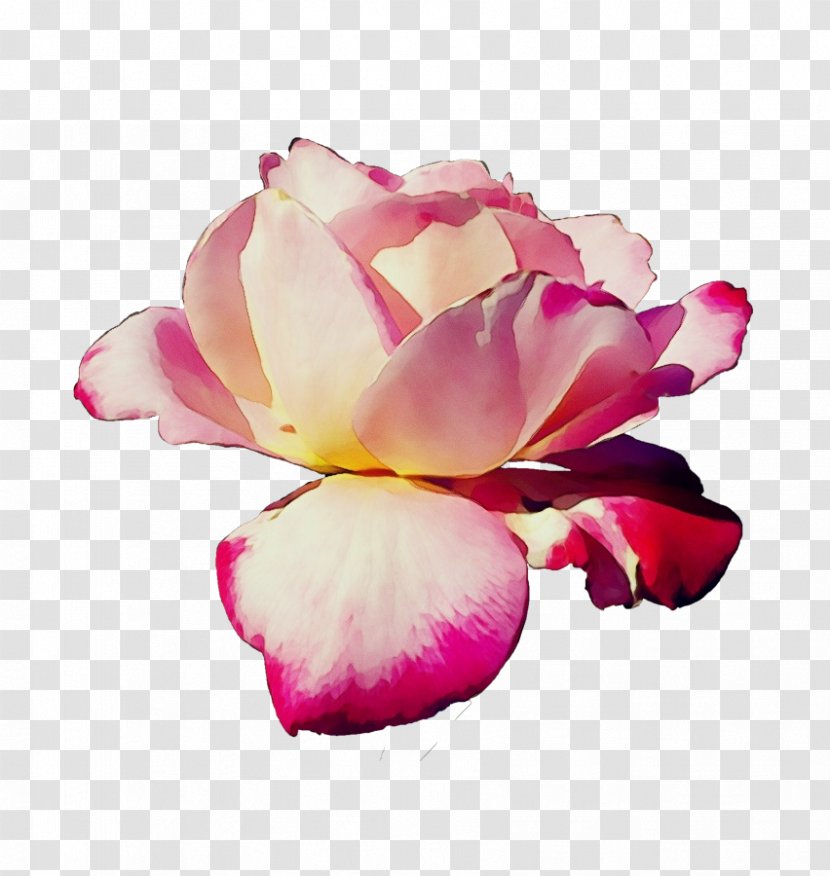 Rose - Flowering Plant - Family Chinese Peony Transparent PNG