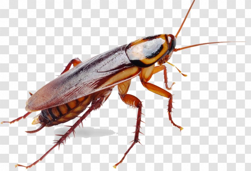German Cockroach Insect Pest Control - Termite Transparent PNG