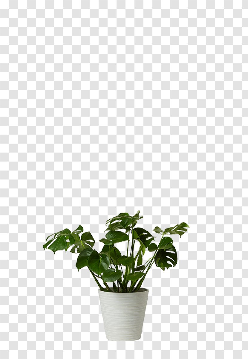 Swiss Cheese Plant Houseplant Flowerpot Chamaedorea - Leaf Transparent PNG