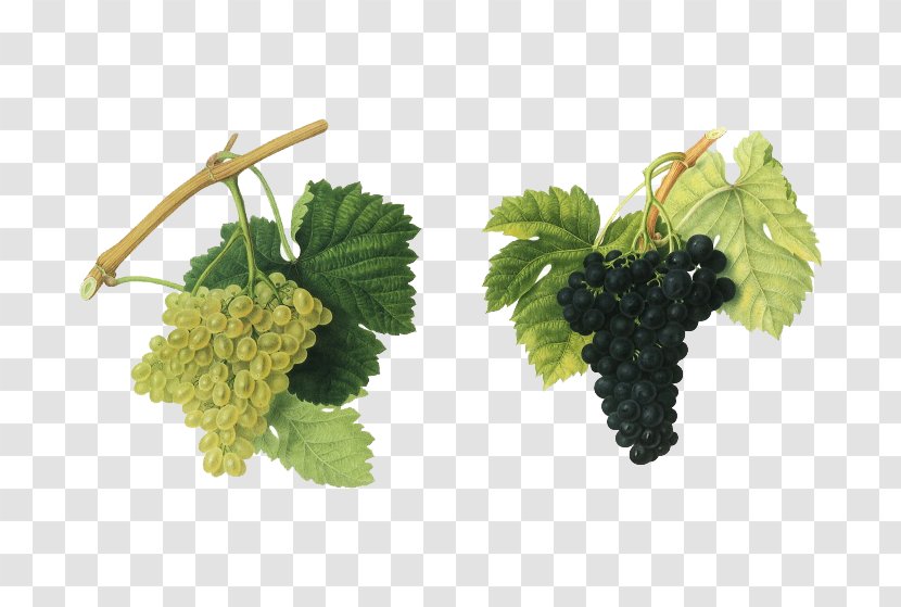 Red Wine Merlot Grape Vintage - Winery - Two Bunches Of Grapes Transparent PNG