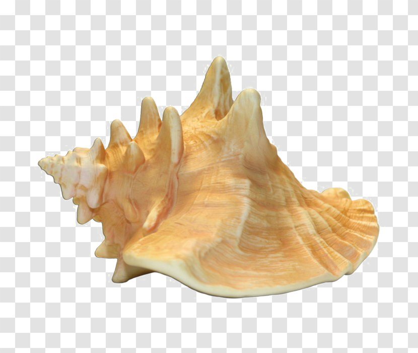 Queen Conch Transparency Image - Clams Oysters Mussels And Scallops Transparent PNG