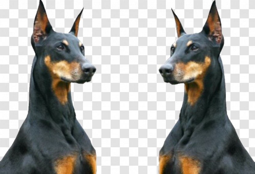 Dobermann Rottweiler Animal Ghetto - Pinscher - Police Dog Transparent PNG