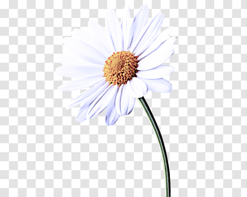 Daisy Transparent PNG