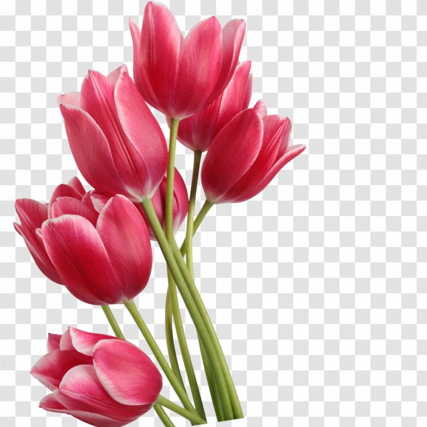 Tulip Clip Art - Flower Bouquet - Red Tulips Transparent PNG