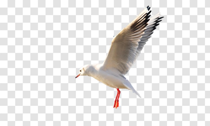 European Herring Gull Gulls Bird Wader - Fauna Transparent PNG