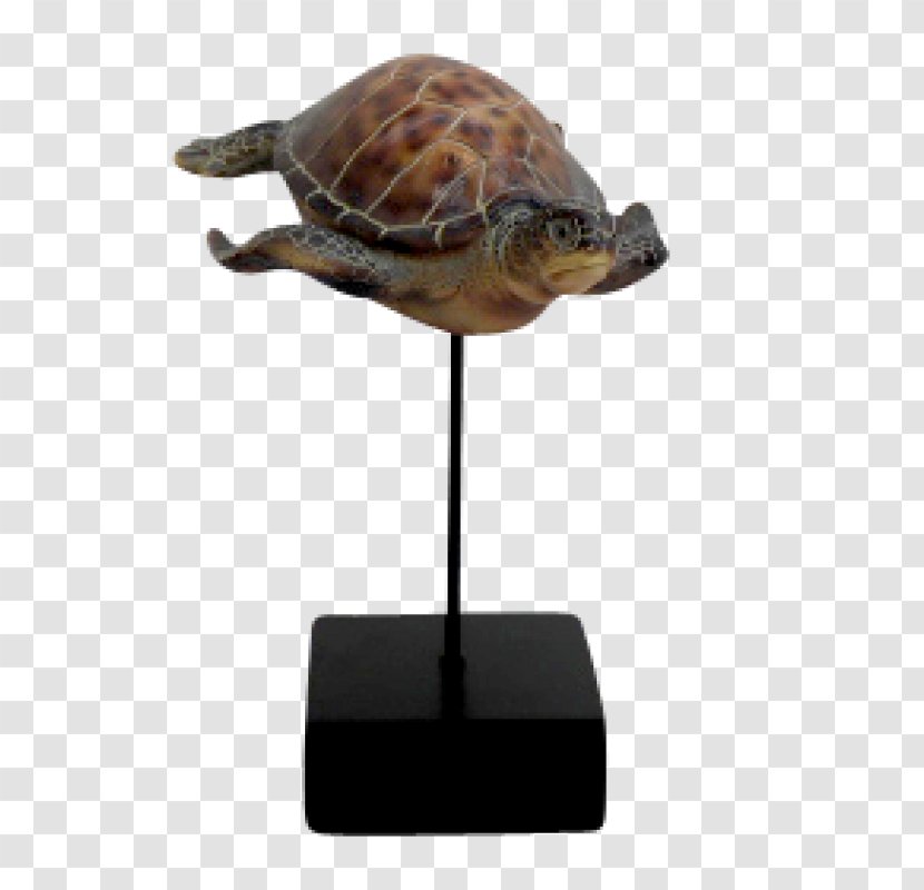 Box Turtle Sea Tortoise - European Decorative Transparent PNG