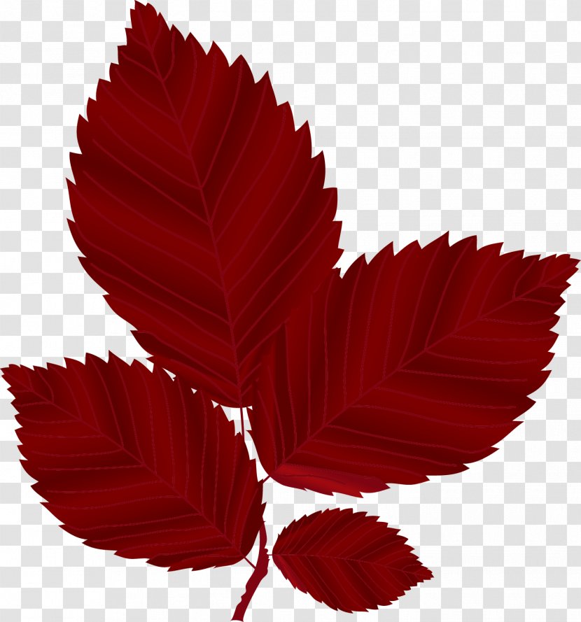 Red Leaf Autumn - Plant - Maple Leaves Transparent PNG