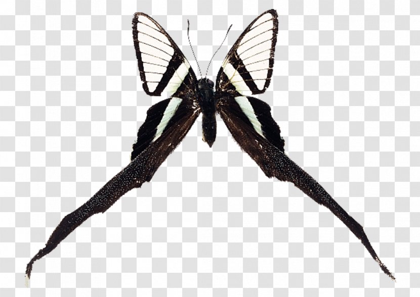 Brush-footed Butterflies Swallowtail Butterfly Insect Moth - Invertebrate Transparent PNG