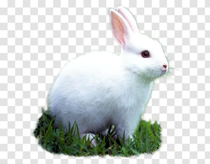 Domestic Rabbit Pet Animal European Transparent PNG