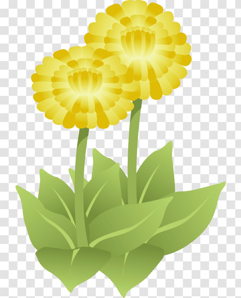 Cut Flowers Common Daisy Floral Design Yellow - Flower Transparent PNG