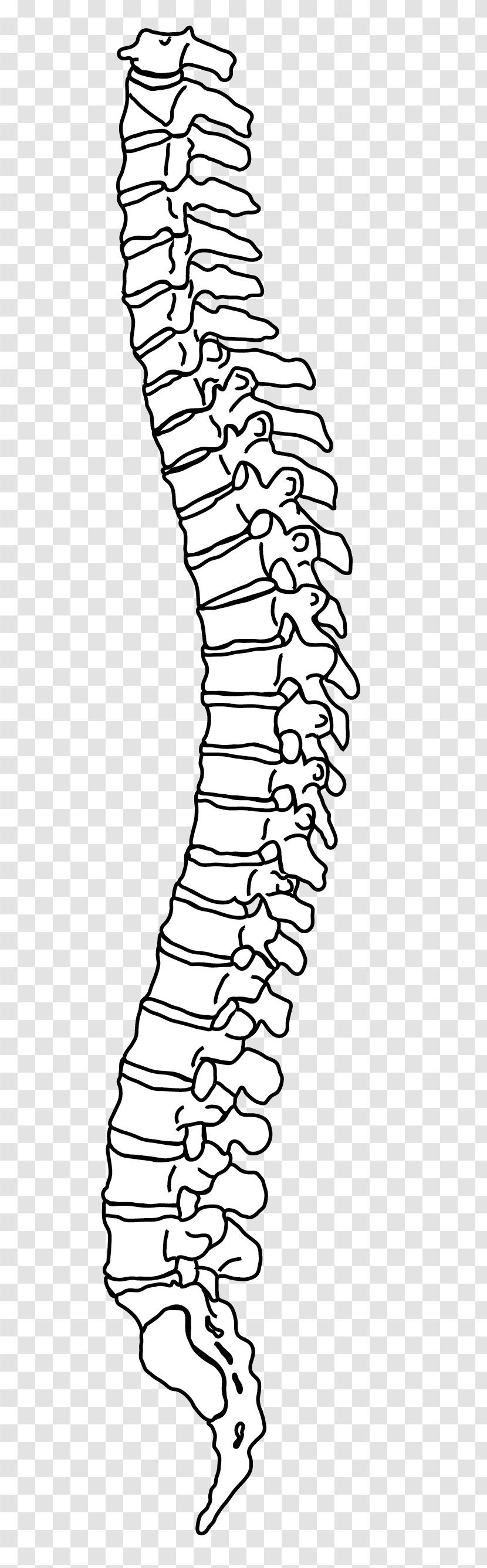 Vertebral Column Drawing Line Art Human Back - Frame - Pain Transparent PNG