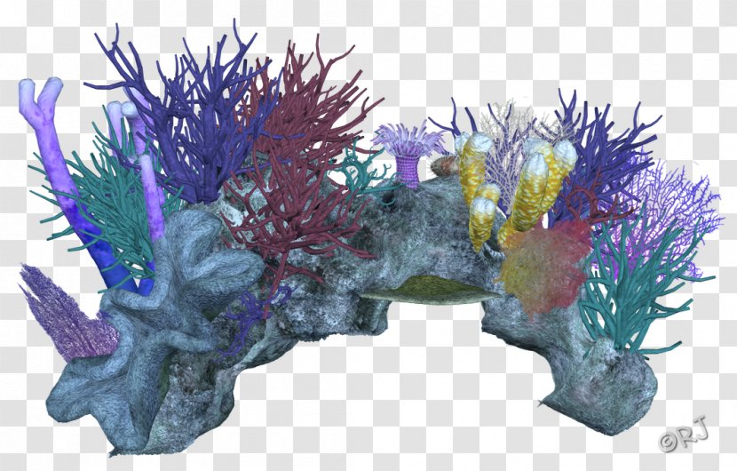 Coral Reef Marine Invertebrates - Aquarium Transparent PNG