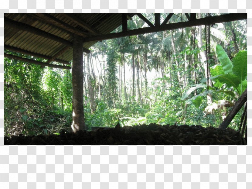 Rainforest Biome Tree Nature Reserve Vegetation Transparent PNG
