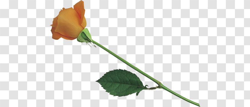 Garden Roses Cut Flowers Bud Plant Stem - Rose Family Transparent PNG