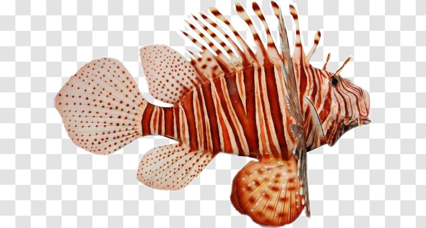 Red Lionfish Zebra Pufferfish Clip Art - Scorpionfishes - Fish Transparent PNG