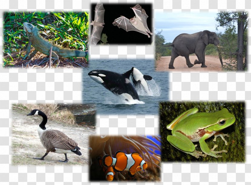 Vertebrate Reptile Bird Los Vertebrados Animales Vertebrados/ Vertabrate Animals Transparent PNG