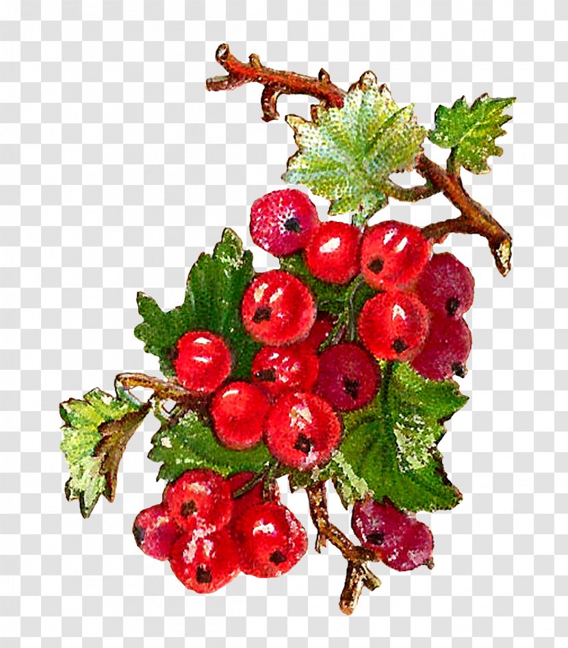 Redcurrant Zante Currant Blackcurrant Berry Fruit - Plant - Botanical Transparent PNG
