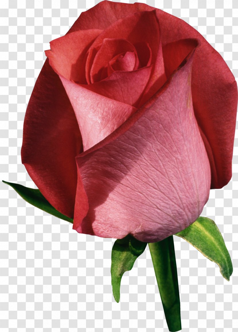 Clip Art - Rosa Centifolia - Red Rose Transparent PNG