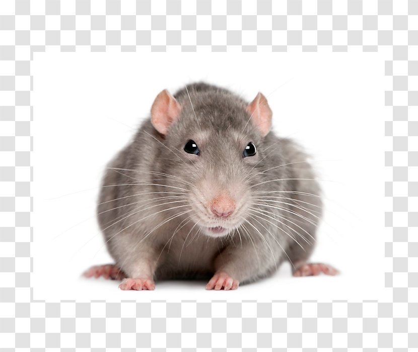 Brown Rat Black Rodent Mouse Laboratory - Hamster - & Transparent PNG