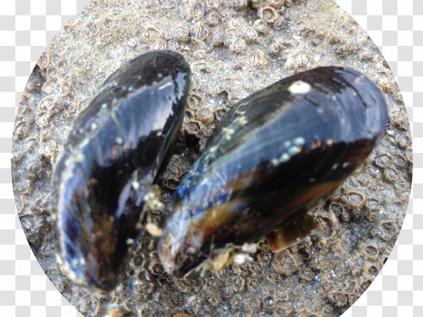 Cockle Mussel Clam - Moules Transparent PNG