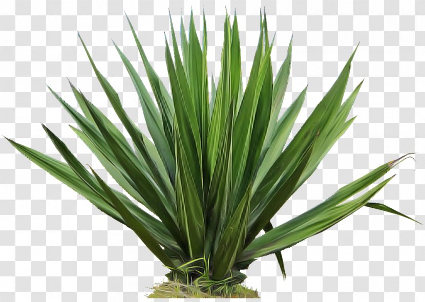 Plant Yucca Grass Flower Houseplant - Flowering Tasmanian Flaxlily Transparent PNG