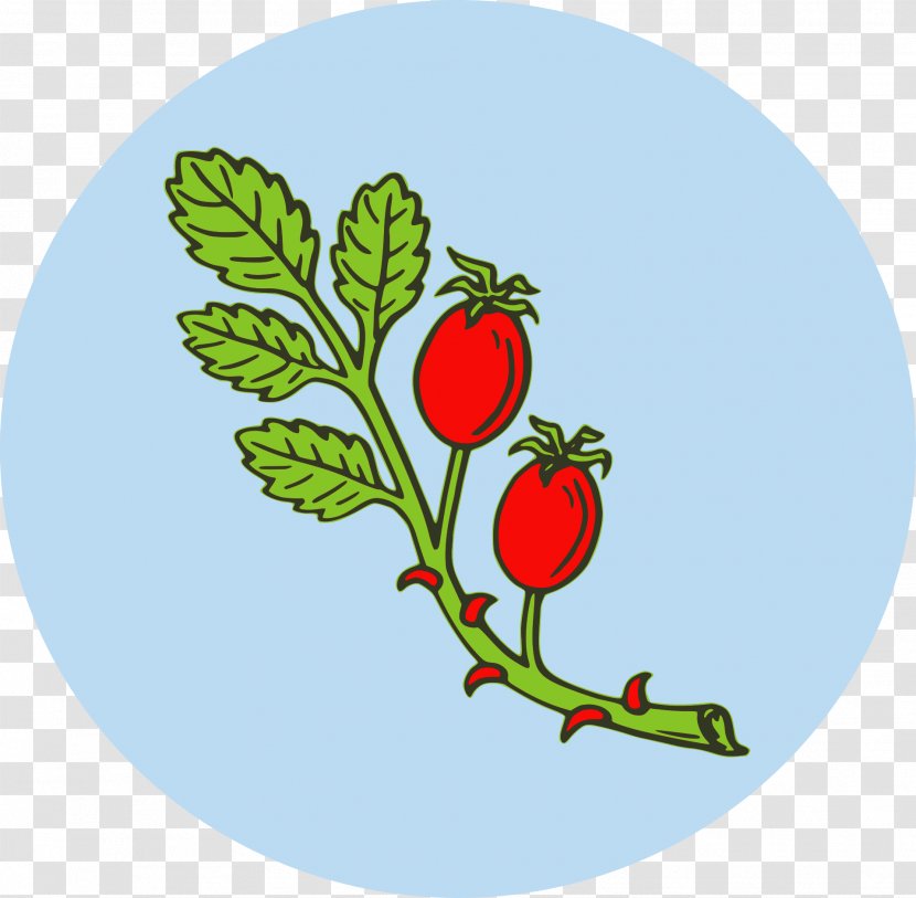 Rose Hip Tea Dog-rose Clip Art - Herb - Herbs Transparent PNG