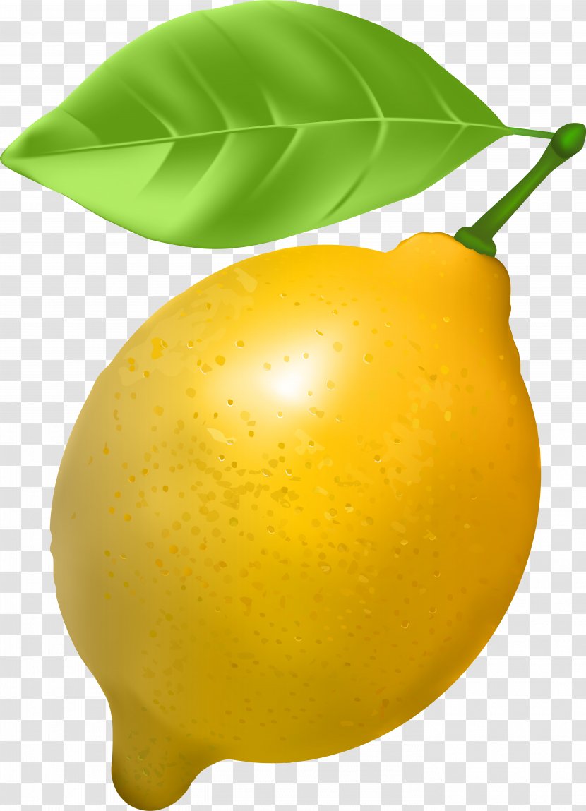 Lemon Tree - Tangerine - Perennial Plant Pouteria Caimito Transparent PNG