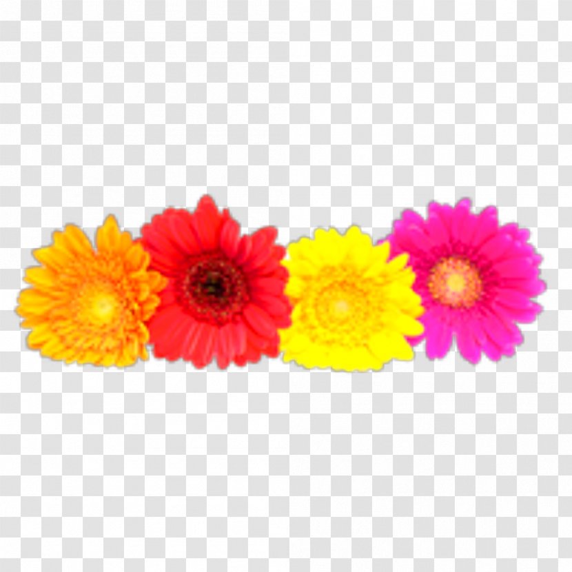 Transvaal Daisy Family Clip Art Common Stock Photography - Annual Plant - Flower Transparent PNG