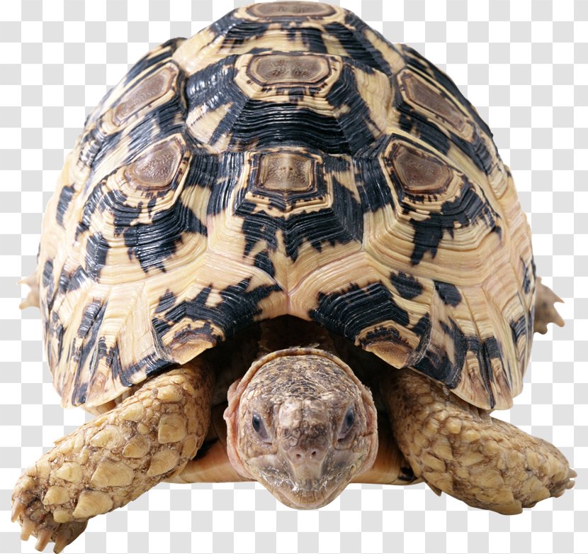 Turtle Tortoise - Box - Tortuga Transparent PNG
