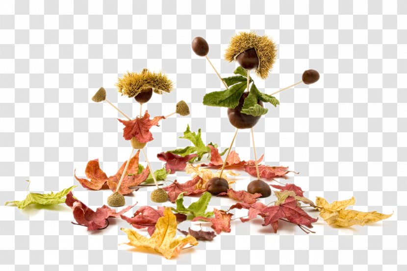 Conkers Acorn Stock.xchng Illustration - Pixabay - Creative Autumn Elements Transparent PNG