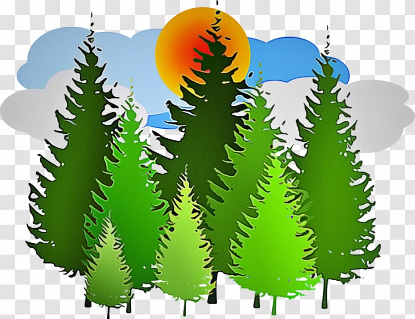 Vegetation Tree Leaf Plant Biome - Woody Oregon Pine Transparent PNG