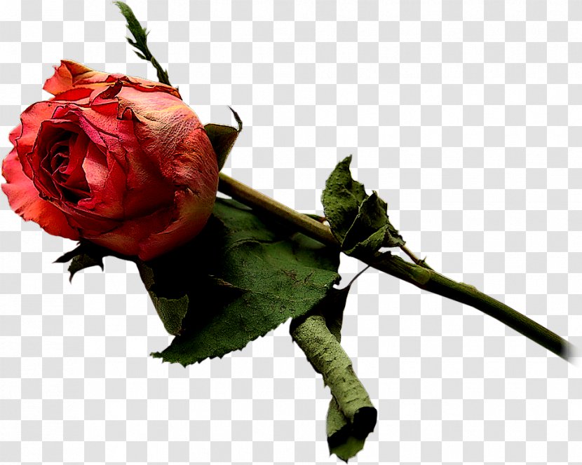 Garden Roses Red Rosa Brunonii - Flower - Rose Transparent PNG