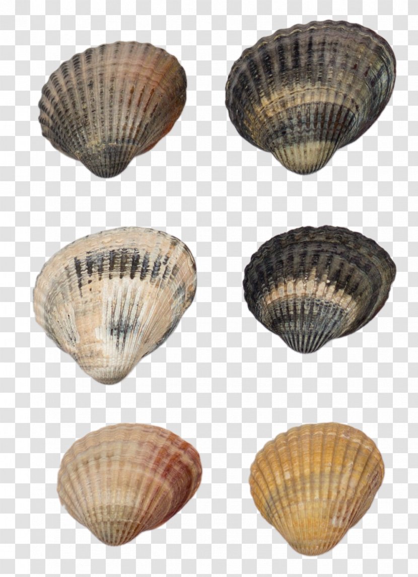 Cockle Shellfish Seashell Conchology - Vecteur - Four Shells Transparent PNG