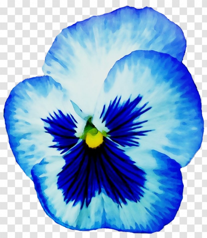 Blue Flower Petal Pansy Wild - Violet Family Plant Transparent PNG