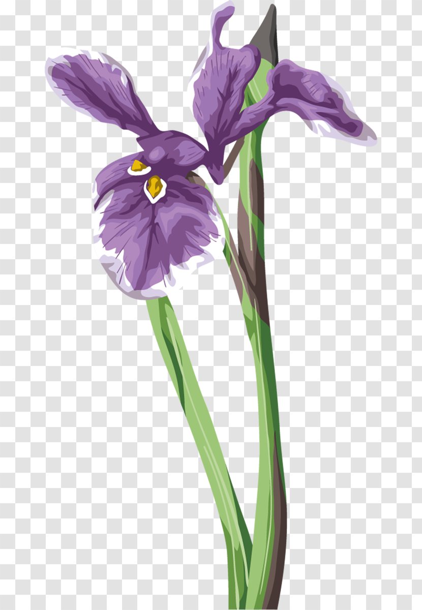Irises Clip Art - Purple - Flower Transparent PNG
