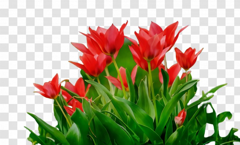 Flower Flowering Plant Tulip Petal - Castilleja Lily Family Transparent PNG