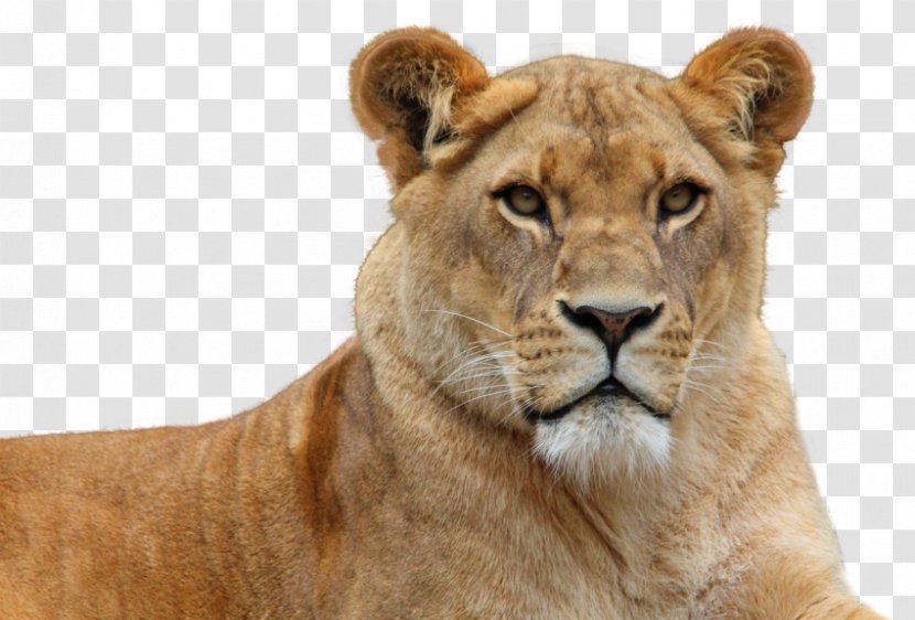 East African Lion Felidae - Terrestrial Animal - Mane Transparent PNG