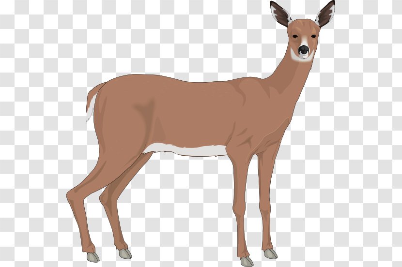 The White-tailed Deer Reindeer Clip Art - Antelope - Realistic Cliparts Transparent PNG