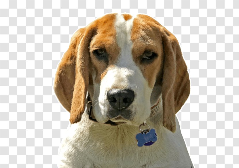 Cartoon Dog - Coonhound - Schweizer Laufhund Scent Hound Transparent PNG