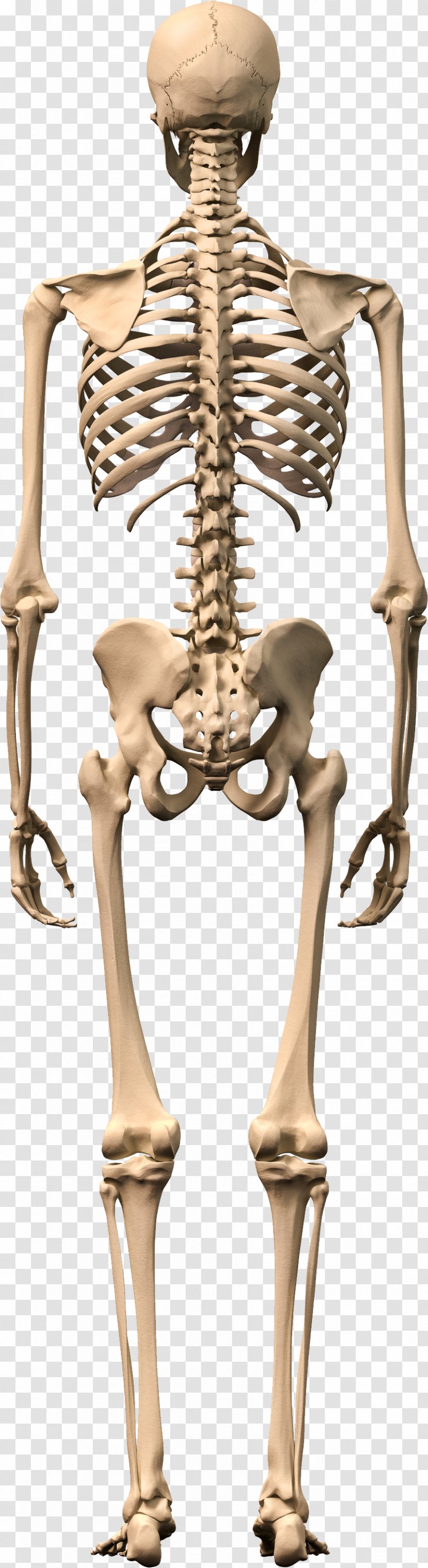 Human Skeleton Body Stock Photography Bone Transparent PNG