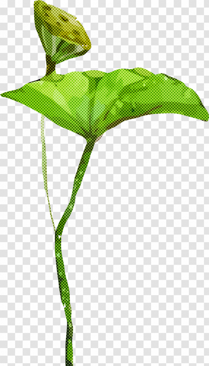 Jack-in-the-pulpit Leaf Flower Green Plant Transparent PNG