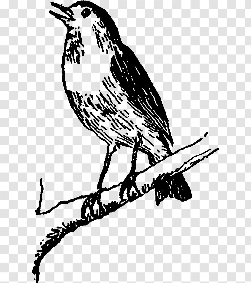 Bird Beak Coloring Book Songbird Perching - Branch - Robin Twig Transparent PNG