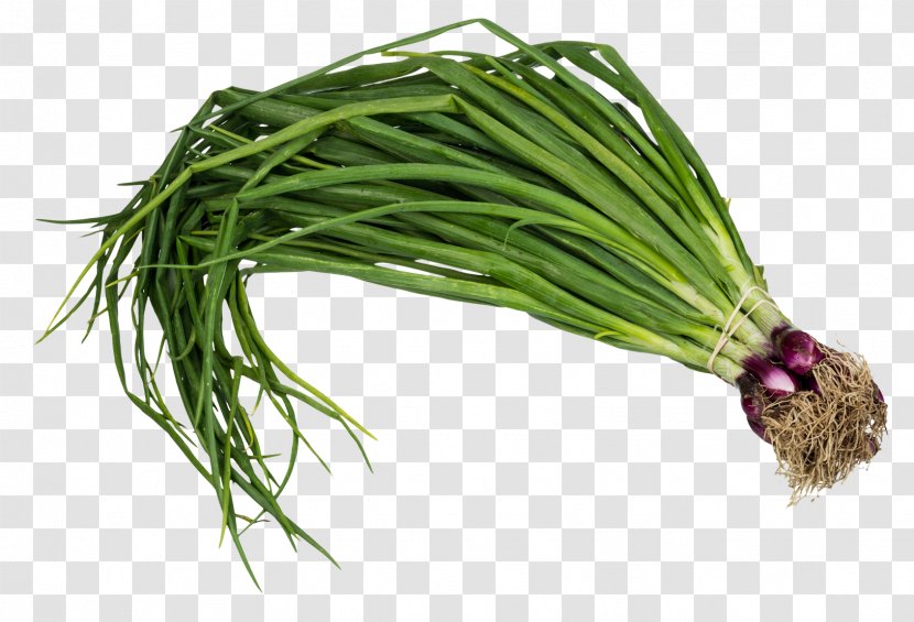 Scallion Vegetable Onion - Ingredient - Spring Transparent PNG