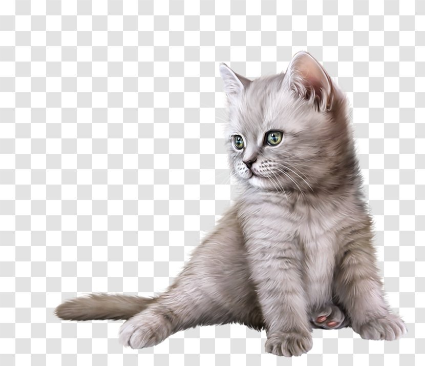 British Shorthair Kitten Semi-longhair American Malayan Cat - Animaux Transparent PNG