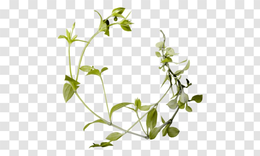 Floral Flower Background - Plant Stem - Bellflower Stitchwort Transparent PNG