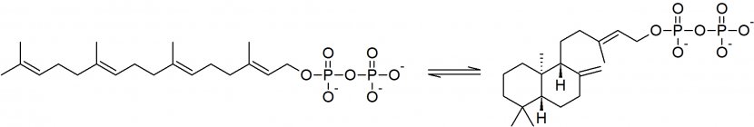 Isomerase Intramolecular Reaction Molecule Carotene - Monochrome - Synthase Transparent PNG