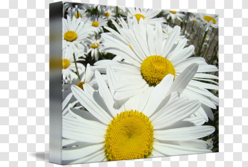 Common Daisy Chrysanthemum Family Oxeye Flora - Gerbera Transparent PNG