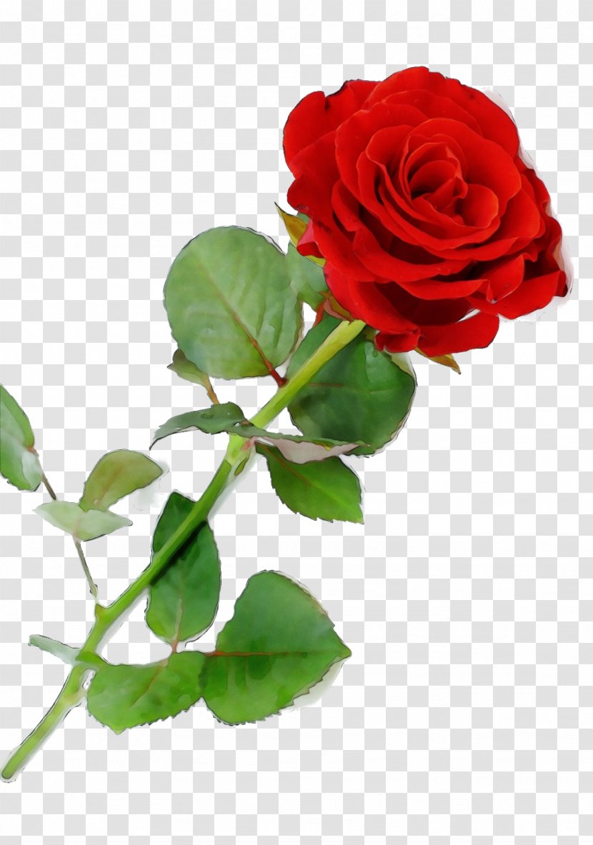 Valentines Day Background - Branch - Rosa Wichuraiana Artificial Flower Transparent PNG