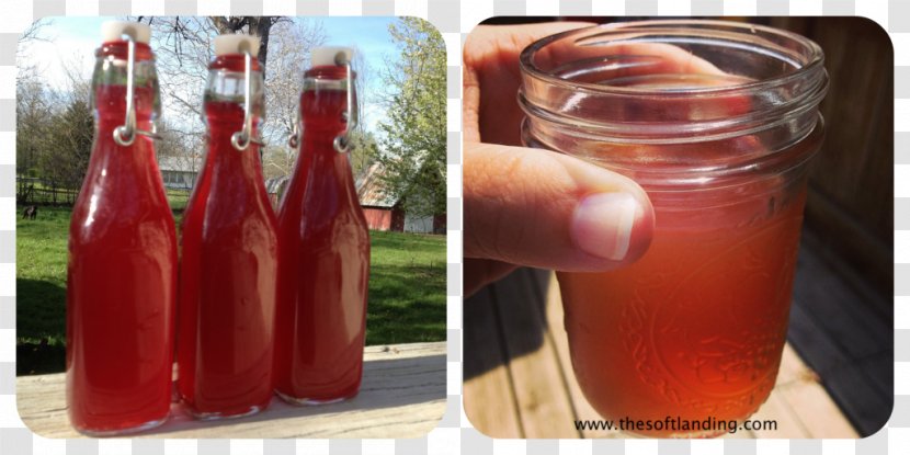 Kombucha Tea SCOBY Tomato Juice Health Transparent PNG